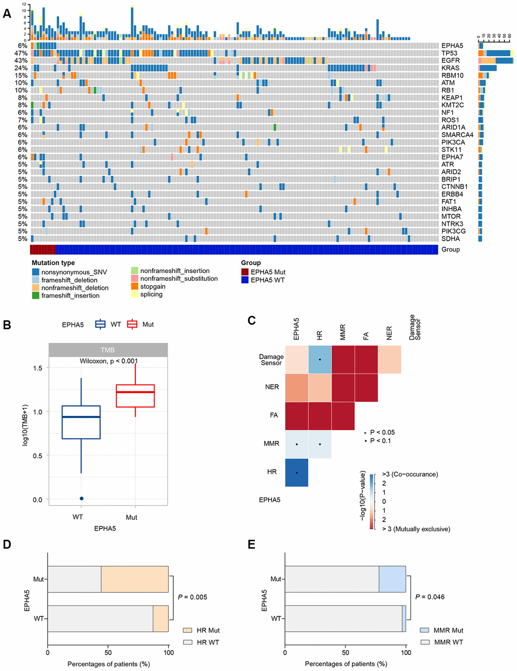 EPHA5 mutation is correlated with increased TMB and occurred concurrently with DNA repair pathways in Chinses LUAD patients. (A) Mutational landscape of the Chinese LUAD cohort. (B) EPHA5-Mut tumors had a markedly higher TMB than EPHA5-WT tumors. (C) EPHA5 mutations occurred concurrently with HR and MMR pathways. Markedly higher proportion of (D) HR and (E) MMR pathway mutations were observed in EPHA5-Mut group.