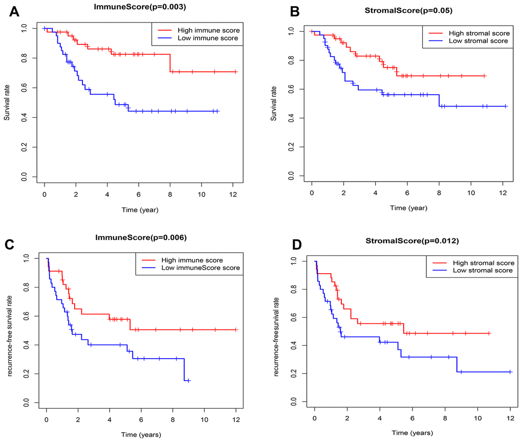 Relationship between the TME-related immune/stromal score and survival of OSs patients. (A) Immune score and overall survival rate. (B) Stromal score and overall survival rate. (C) Immune score and recurrence-free survival rate. (D) Stromal score and recurrence-free survival rate.