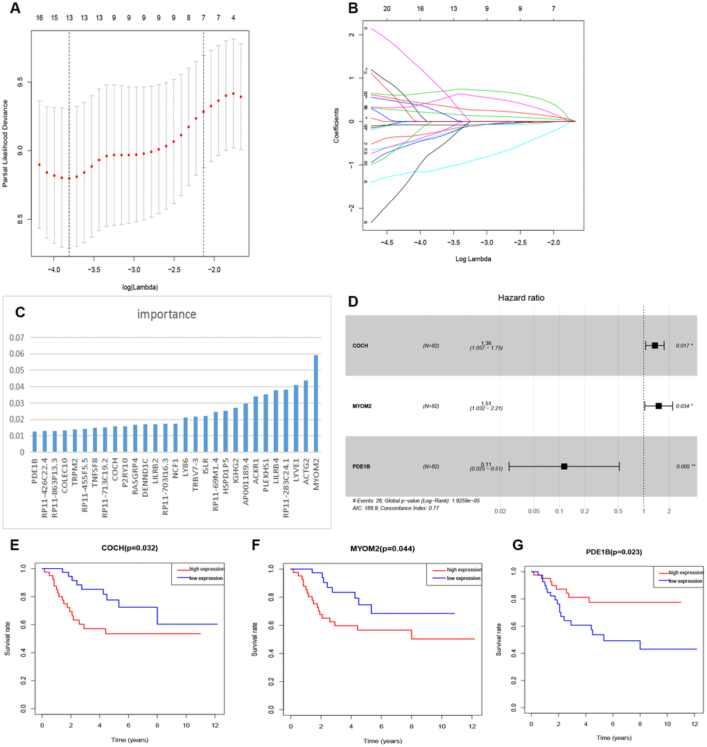 Feature selection of risk score model. (A) Selection of tuning parameters in the Lasso regression analysis based on 1,000 cross-validations. (B) Lasso regression analysis coefficients. (C) The importance of XGBoost machine learning screening the top 30 genes. (D) Multivariate analysis of 3 genes (COCH, MYOM2, PDE1B) and establishment of the regression equation. (E–G) Kaplan-Meier curve analysis of the relationship between the expression levels of COCH, MYOM2 and PDE1B, respectively, and the prognosis of OSs patients.