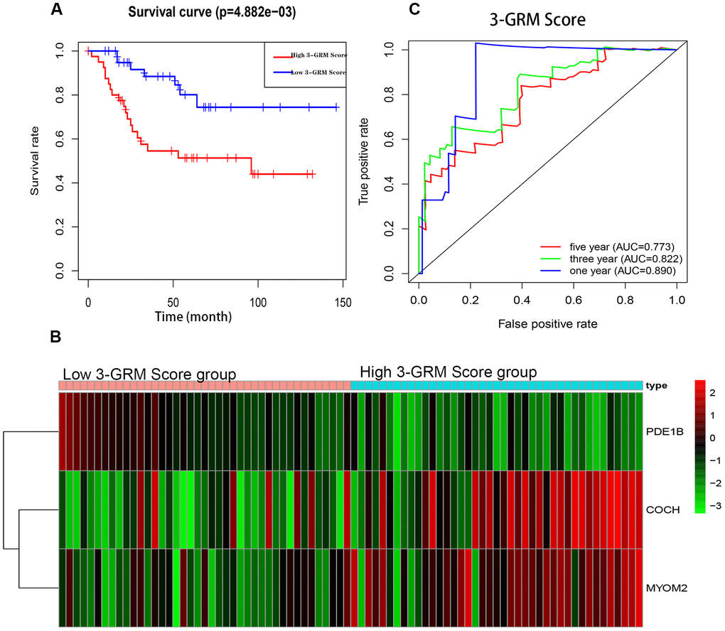 Prognostic analysis of the 3-genes risk model (3-GRM) in TARGET. (A) Prognostic analysis between the high and low 3-GRM score group. (B) Differences of COCH, MYOM2 and PDE1B expression levels between the high and low 3-GRM score group. (C) Time-dependent ROC curve analysis of the 3-GRM.