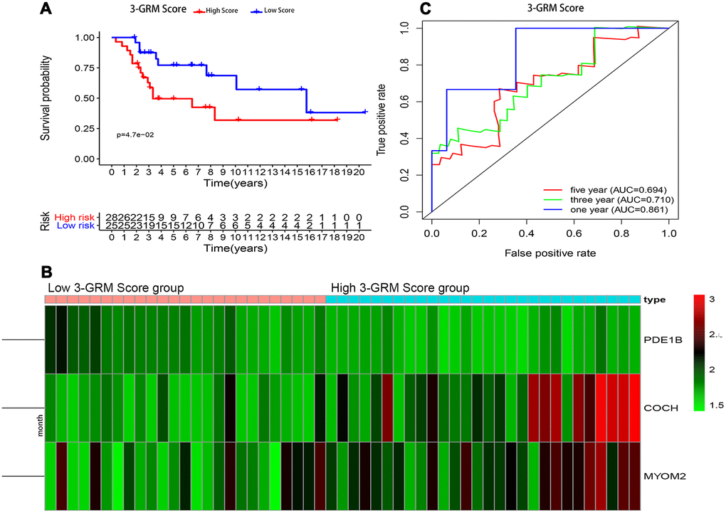 Prognostic analysis of the 3-GRM in GSE21257. (A) Prognostic analysis between the high and low 3-GRM score group. (B) Differences of COCH, MYOM2 and PDE1B expression levels between the high and low 3-GRM score group. (C) Time-dependent ROC curve analysis of the 3-GRM.