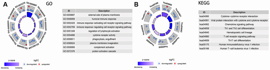 Analysis of the expression of immune-related differential genes, enrichment of immune-related pathways in high and low 3-GRD score group. (A) GO analyses of the immune-related differentially expressed genes in the categories of biological processes (BP), cellular components (CC), and molecular functions (MF). (B) KEGG analysis of the immune-related signaling pathways. GO, Gene Ontology; KEGG, Kyoto Encyclopedia of Genes and Genomes.