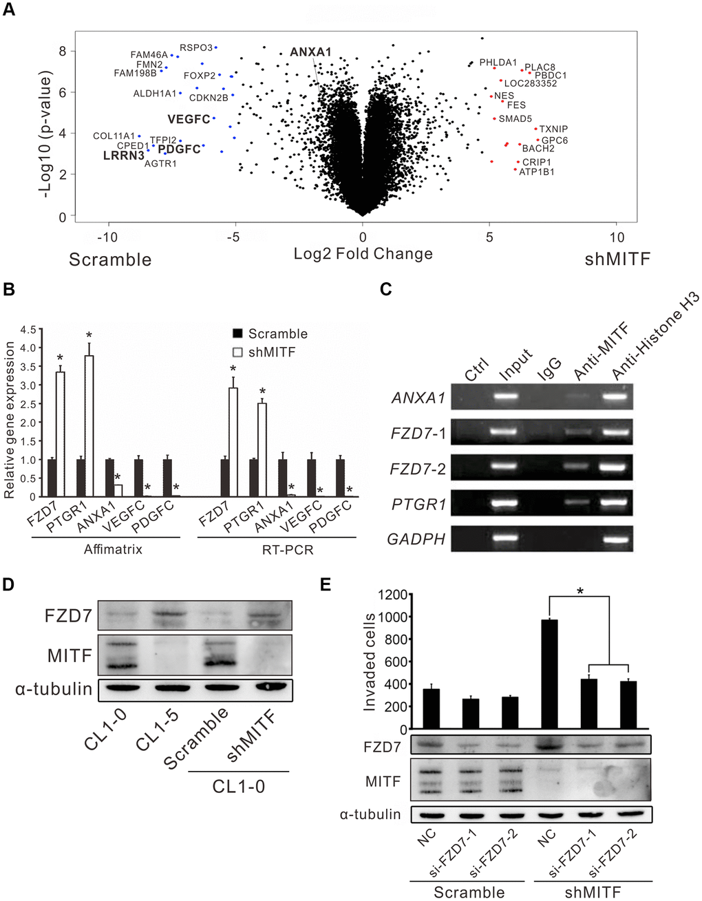 The regulation landscape and the direct targets of MITF. (A) The volcano plot showed the significant MITF-altered genes with log2-fold-change. Red dot: genes with log2-fold-change ≥ 5, p B) Relative gene expressions in CL1-0 scramble cells and stably MITF-silenced cells assayed by expression microarray and real-time RT-PCR. The scramble and three stably MITF-silenced clones were assayed in triplicate. *p C) MITF binding targets identified by chromatin immunoprecipitation assay. (D) MITF negatively regulated FZD7 expression assayed by immunoblot. (E) The cell invasion of CL1-0 scramble cells and stably MITF-silenced cells assayed after silencing FZD7. *p 