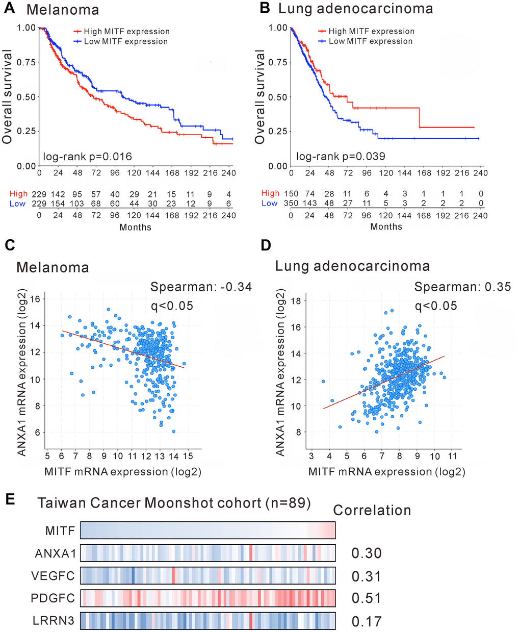 Reversal association and correlation of MITF in clinical significance. Kaplan-Meier survival estimated the association of MITF expression and survival of patients with skin cutaneous melanoma (SKCM) (A) or with lung adenocarcinoma (LUAD) (B) in TCGA database. The correlation of MITF and ANXA1 expression in skin cutaneous melanoma (n = 363) (C) or in lung adenocarcinoma (n = 507) (D). The TCGA PanCancer Atlas database was analyzed by cBioPortal. (E) The mRNA log2 T/N ratio of indicated genes of 89 lung adenocarcinoma patients from Taiwanese cohort and the Spearman’s correlation with MITF. q 