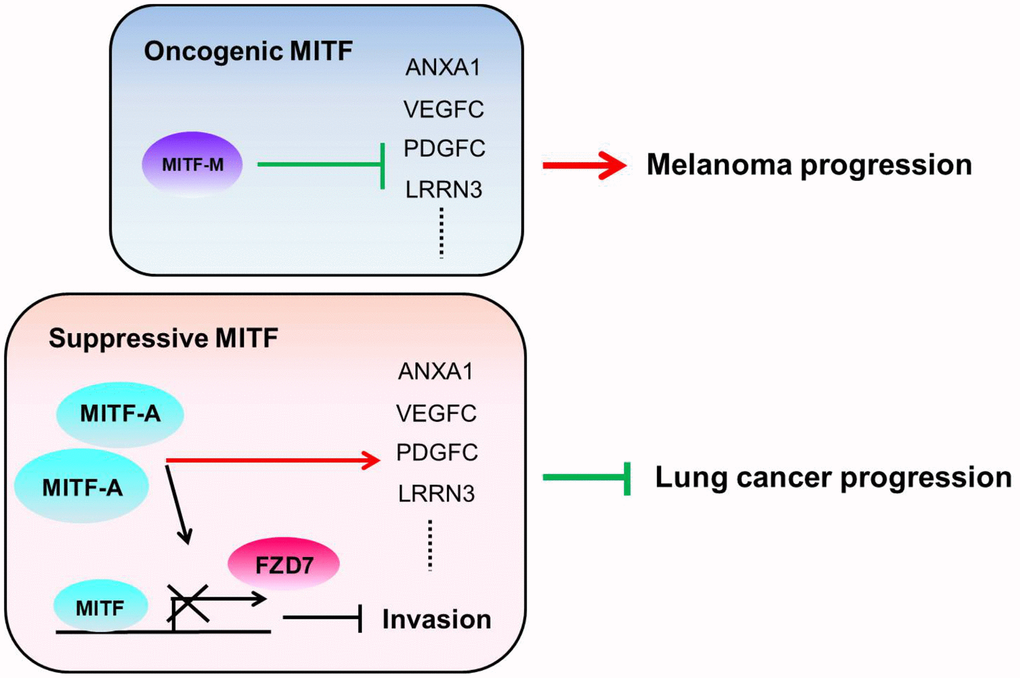 The illustration of the role of MITF in lung adenocarcinoma and melanoma. We hypothesize that the different MITF isoforms and their transcriptional regulations lead to opposite impacts on cancer progression. The dominant isoform MITF-A expresses in CL1-0 cells and inhibits cell invasion by repressing FZD7 expression. Additionally, MITF activates ANXA1, VEGFC, PDGFC and LRRN3 in lung adenocarcinoma, but suppresses ANXA1, VEGFC, PDGFC and LRRN3 in melanoma. The red lines indicate the “activate” and the green lines indicate the “repress”.