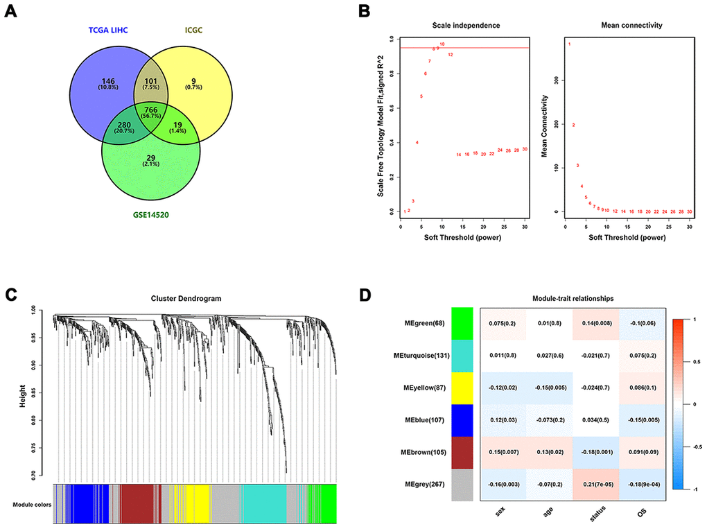 Identification of survival-related IRGs by using WGCNA. (A) Venn diagram was used to visualize overlapping IRGs among TCGA dataset, GEO dataset, and ICGC dataset; (B) The scale-free fit index for soft-thresholding powers. The soft-thresholding power in the WGCNA was determined based on a scale-free R2 (R2 = 0.95). The left panel presents the relationship between the soft-threshold and scale-free R2. The right panel presents the relationship between the soft-threshold and mean connectivity. (C) A dendrogram of the differentially expressed genes clustered based on different metrics. Each branch in the figure represents one gene, and every color below represents one co-expression module. (D) A heatmap showing the correlation between the eigengene and clinical traits. The correlation coefficient in each cell represented the correlation between gene module and the clinical traits, which decreased in size from red to blue.