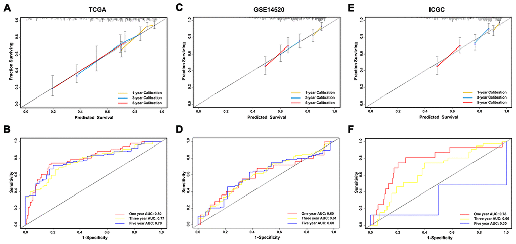 Evaluation and validation of the prediction value of immunoscore in three independent cohorts. (A, C, E) Calibration plot of the immunoscore for predicting the probability of survival at 1-, 3-, and 5-years in TCGA, GSE14520, and ICGC datasets, respectively; (B, D, F) Time-dependent ROC curve of immunoscore for 1-, 3-, and 5-year overall survival predictions in TCGA, GSE14520, and ICGC datasets, respectively.