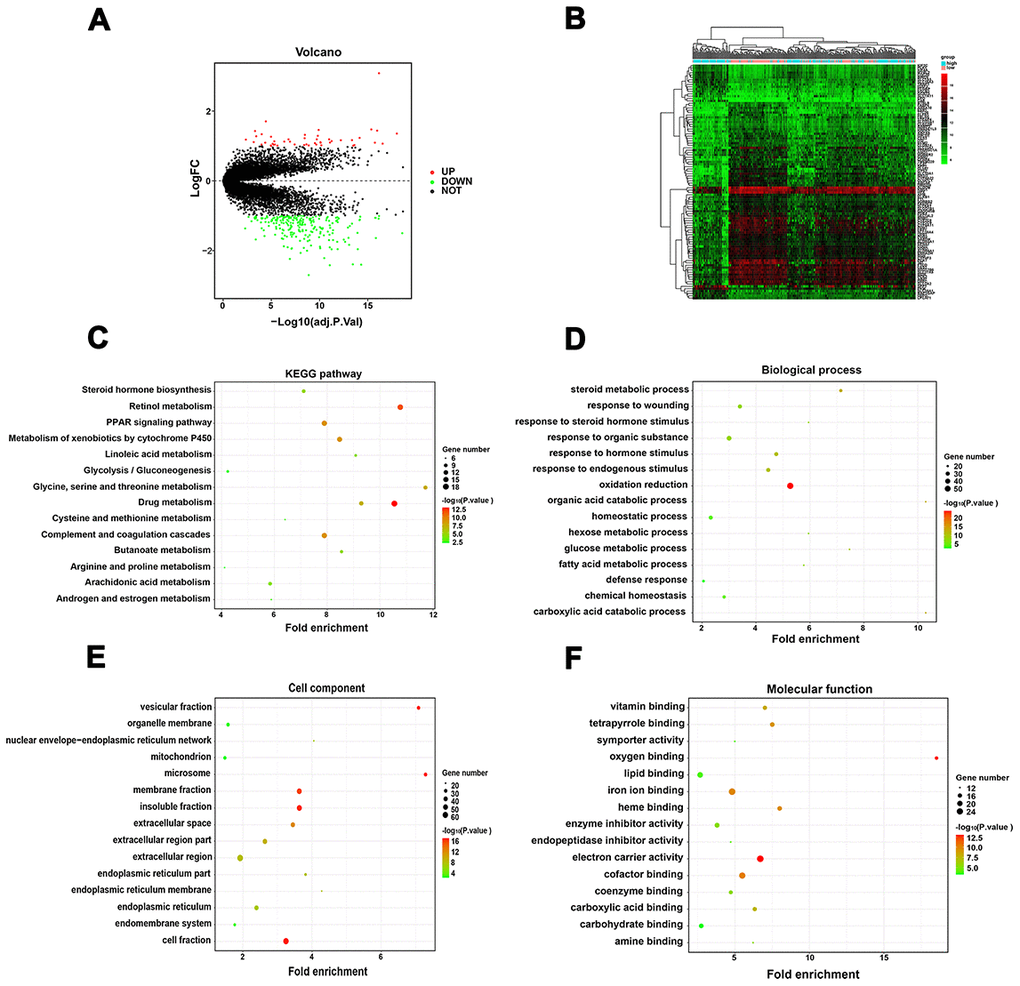 Identification of DEGs between the low and high immunoscore group and functional analysis. (A) Volcano plot of DEGs in TCGA-LIHC dataset; (B) Heatmap of top 50 regulated DEGs in TCGA-LIHC dataset; (C) KEGG pathway analysis of the DEGs; (D) Biological process of the DEGs; (E) Cell component of the DEGs; (F) Molecular function of the DEGs.