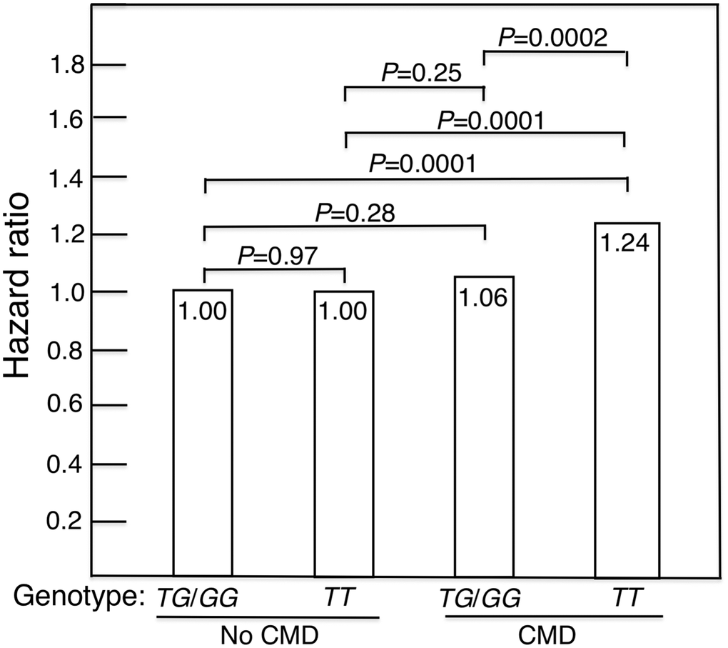 Mortality risk expressed as hazard ratio, adjusted for age, BMI and glucose, for CMD subjects and subjects without a CMD according to whether they were carriers of the longevity-associated (G) allele of the FOXO3 SNP rs2802292 (TG/GG) or were homozygous for the major (T) allele (i.e., were TT). In men with CMD and the FOXO3 longevity genotype, mortality risk was reduced to normal (i.e., did not differ significantly from that of men without CMD).