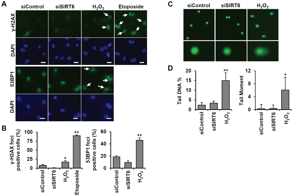 SIRT6 knockdown does not directly induce DNA damage at the times when the cell cycle is inhibited. (A) Representative images for the effect of SIRT6 knockdown on the formation of DNA damage foci. HUVECs were transfected with 25 nM control or SIRT6 siRNA. H2O2 (200 μm) and etoposide (10 μm) were used as positive controls to induce DNA damage. After 3 d, cells were stained with anti-γ-H2AX and anti-53BP1 antibodies. DAPI was used to stain nuclei. Scale bars represent 20 μm. (B) Quantification of DNA-damaged cells. Cells with more than ten γ-H2AX or five 53BP1 foci were scored. Data are expressed as the mean ± SD (n = 3). *P P C) Comet images of HUVECs treated with control or SIRT6 siRNA. HUVECs were treated with 25 nM control or SIRT6 siRNA. After 3 d, dissociated single cells were subjected to alkaline comet assay. Cells treated with H2O2 for 1 h were used as positive control. (D) Analysis of comet images. Percent DNA in the tail and tail moment of damaged cells were quantified using OpenComet. Data are expressed as the mean ± SD (n = 3). *P P 