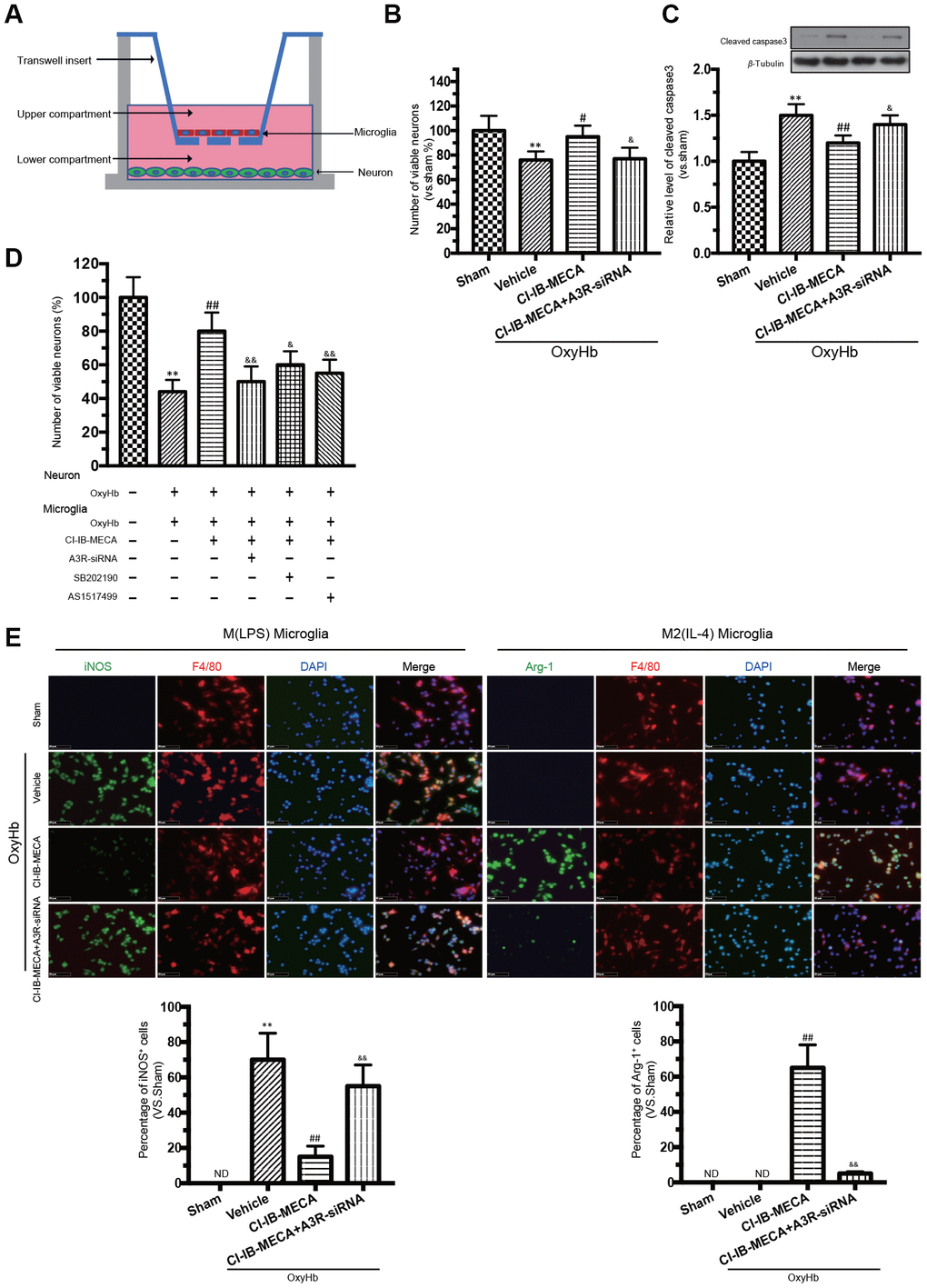 A3R agonist alleviated oxyhemoglobin (OxyHb) induced neuronal apoptosis through “direct” and “indirect” effects, accompanied by a significant microglia M(IL-4) polarization in vitro. (A) Mimetic diagram of the Transwell co-culture system. (B, C) The effect of A3R agonist on neuronal apoptosis and expression of caspase 3. (D) Effects of CI-IB-MECA and P38 and STAT6 inhibitors on neuronal apoptosis with a Transwell co-culture system. (E) Microglia polarized to the classically activated phenotype after the treatment with OxyHb, and CI-IB-MECA increased the number of Arg-1-positive and decreased the iNOS-positive microglia in vitro. Quantitative analysis of the percentage of iNOS- and Arg-1-positive cells in different groups under the indicated treatments. n=5 in each group. Values are shown as the mean ± SD. **p p p p 
