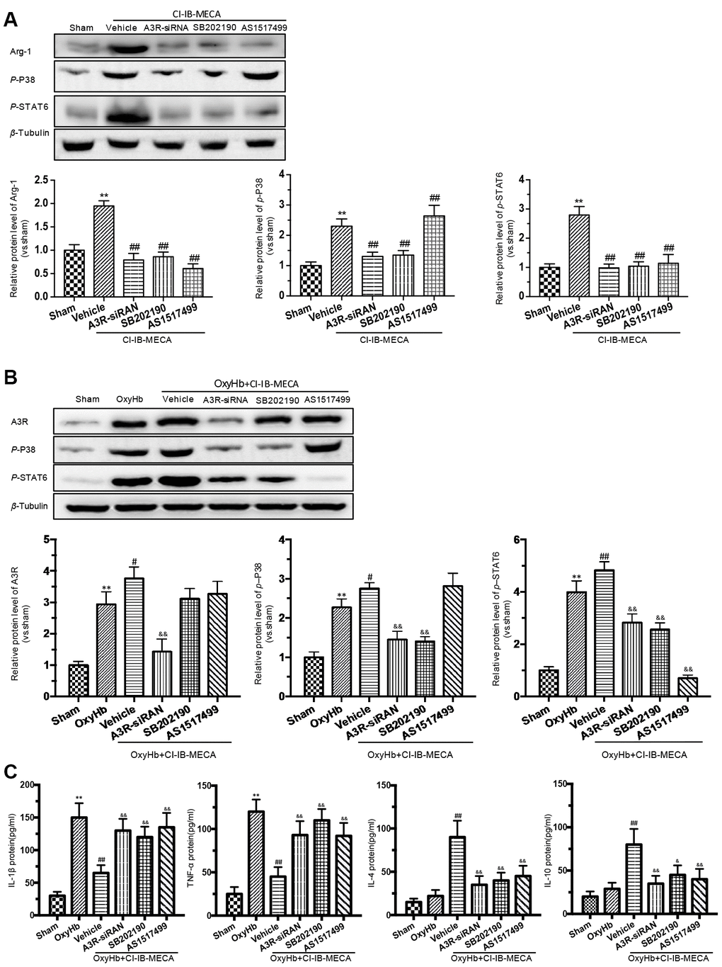 The effects of A3R agonist CI-IB-MECA on microglial polarization are modulated by the A3R/P38/STAT6 pathway. (A) The relationship between the expression of Arg-1 and the A3R/P38/STAT6 axis. To clarify the changes in P38, STAT6 and Arg-1 expression after activation of the adenosine A3 receptor, microglia were treated with CI-IB-MECA alone. Western blots showing the expression of Arg-1 and phosphorylated P38 and STAT6 after pretreatment with A3R siRNA, the P38 blocker (SB202190) and the STAT6 blocker (AS1517499) in microglia treated with CI-IB-MECA. The expression of Arg-1, p-P38 and p-STAT6 under the indicated treatments was also quantified. (B) To further simulate SAH in vitro and demonstrate the role of the A3R/P38/STAT6 pathway, microglia were treated with OxyHb for 24 h in the presence or absence of CI-IB-MECA, A3R siRNA, the P38 blocker (SB202190) or the STAT6 blocker (AS1517499). The protein expression of A3R, p-P38 and p-STAT6 was upregulated after OxyHb stimulation and was further upregulated after the treatment with A3R agonists, which was reversed by A3R siRNA. Inhibition of P38 also decreased STAT6 activation but did not increase A3R expression. (C) The A3R agonist decreased the release of inflammatory cytokines in microglia treated with OxyHb for 24 h. IL-1β and TNF-α increased after treatment with OxyHb and was suppressed by CI-IB-MECA, which was reversed by blocking A3R, P38 or STAT6. IL-4 and IL-10 increased significantly after activation of A3R and decreased after the inhibition of the A3R/P38/STAT6 axis. n=5 in each group. Values are shown as the mean ± SD. **p p p p p 