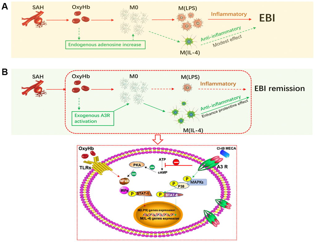 Activation of adenosine A3 receptor (A3R) through the P38/STAT6 pathway modulates the phenotypic conversion of microglia and ameliorates early brain injury (EBI) after SAH. (A) During the normal course of SAH, blood components promote the activation of resting microglia, mostly towards the M (LPS) phenotype, with a small proportion towards the M (IL-4) phenotype. The majority of M(LPS) microglia release excessive inflammatory cytokines when eliminating necrotic tissue debris, thus exacerbating neurological damage. Adenosine expression is upregulated in brain injury, which may promote the polarization of microglia towards the M(IL-4) phenotype to play a role in tissue repair. (B) Exogenous A3R agonists may contribute to microglial polarization towards the M(IL-4) phenotype, thereby providing neuroprotection and mitigating EBI. On the one hand, CI-IB-MECA can promote the transcription of M(IL-4) polarization-related genes by successively activating the MAPKs P38 and STAT6; on the other hand, it may also inhibit the PKA/ NF-κB pathway, which is associated with microglial M(LPS) polarization.