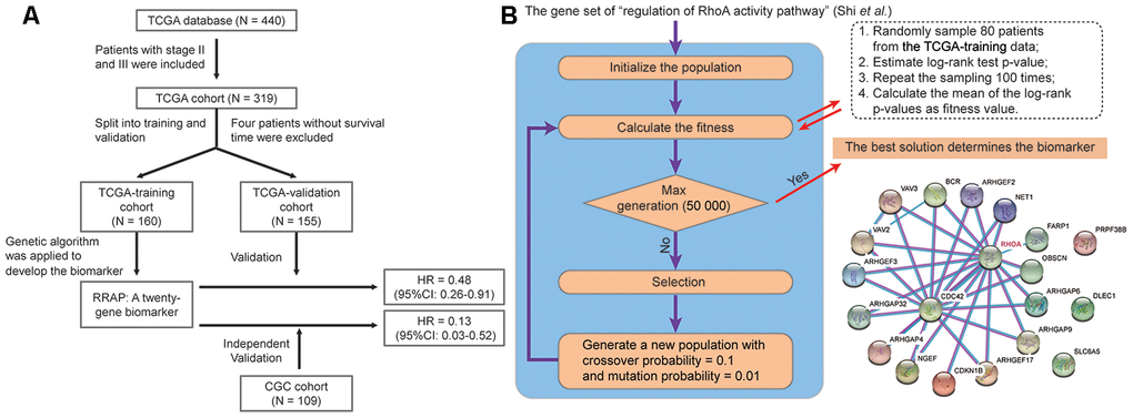 Identification of RRAP biomarker. (A) Outline of the cohort construction and analysis workflow. (B) RRAP selection. The right panel shows the interaction of genes among RRAP.