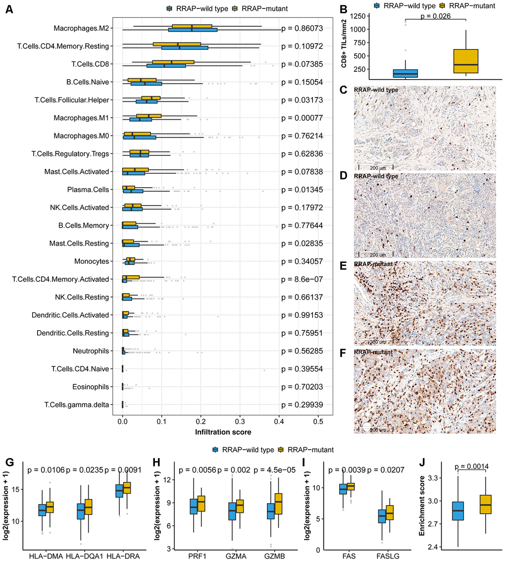 Association of RRAP with the tumor microenvironment. (A) Immune infiltrations estimated by CIBERSORT were compared between RRAP-wild type tumors and RRAP-mutant tumors. (B) The density of CD8+ TILs was compared between RRAP-wild type and RRAP-mutant tumors. (C–F) The representative immunohistochemistry for CD8 images of RRAP-wild type tumor tissue (C, D) and RRAP-mutant tumor tissue (E, F). (G–I) Expression values were compared for HLA class II genes (G), cytotoxic effector molecules (H), and apoptosis-related genes (I). (J) The boxplot shows the difference in enrichment score of the apoptosis pathway between RRAP-wild type and RRAP-mutant tumors. The Wilcoxon rank-sum test was applied to estimate the p-values.