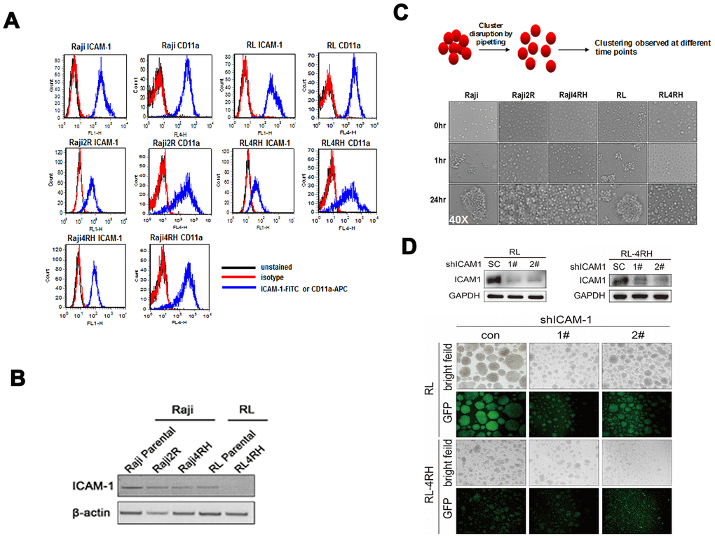 Level of ICAM-1 and its correlation with aggregation in rituximab sensitive and resistant cell lines. (A) Levels of ICAM-1 and its binding ligand CD11a in rituximab sensitive and resistant cell lines by flow cytometry staining. (B) Western blot showed lower expression levels of ICAM-1 in rituximab resistant cell lines (RRCL) than in rituximab sensitive cell lines (RSCL). (C) Ability of aggregate as cluster in RRCL and RSCL at different time points. (D) Knockdown of ICAM-1 by shRNA and the ability of aggregation in RSCL and RRCL.