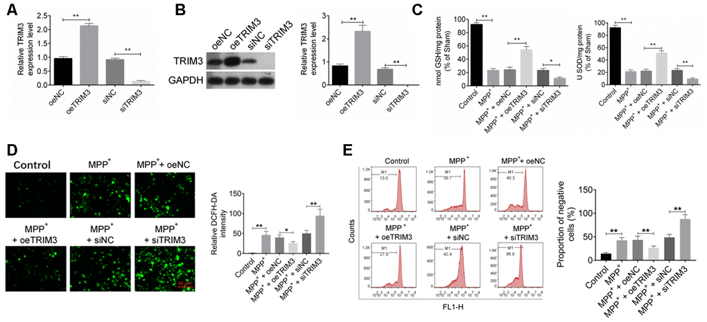 TRIM3 relieved oxidative stress in PD cell model. (A and B) TRIM3 mRNA and protein expression in SH-SY5Y cells was successfully regulated by transfection. (C) TRIM3 significantly elevated the level of GSH and SOD in SH-SY5Y cells induced by MPP+ solution. (D) TRIM3 markedly reduced the level of ROS in SH-SY5Y cells induced by MPP+ solution. (E) TRIM3 prominently decreased the MMP in SH-SY5Y cells induced by MPP+ solution. * P P 