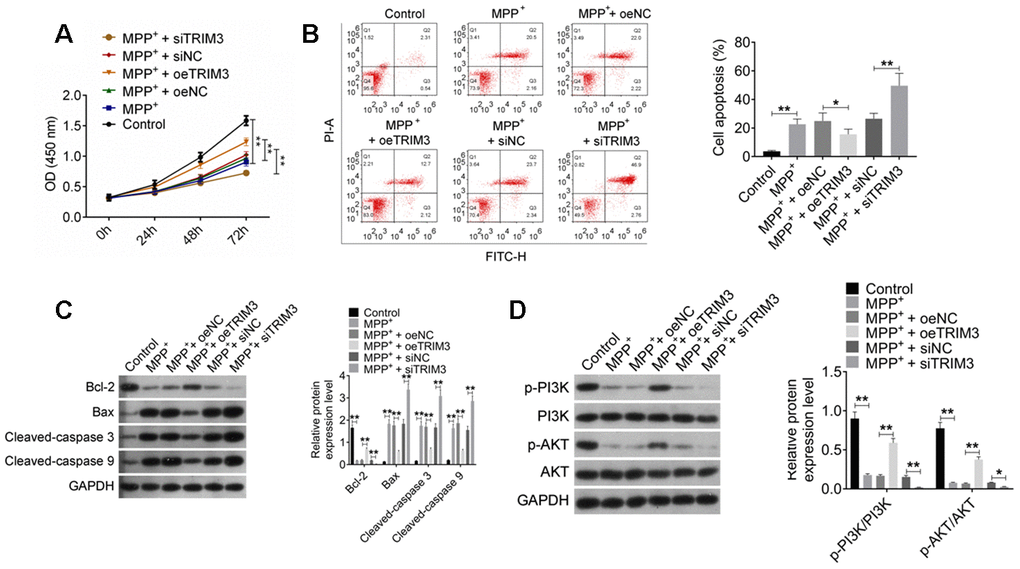 TRIM3 attenuated apoptosis in PD cell model via activating PI3K/AKT signal pathway. (A) TRIM3 promoted proliferation of SH-SY5Y cells induced by MPP+ solution. (B) TRIM3 attenuated apoptosis of SH-SY5Y cells induced by MPP+ solution. (C) TRIM3 elevated Bcl-2 protein expression and reduced Bax, Cleaved-caspase 3 and Cleaved-caspase 9 proteins expression in SH-SY5Y cells induced by MPP+ solution. (D) TRIM3 increased the ratio of p-PI3K/PI3K and p-AKT/AKT in SH-SY5Y cells induced by MPP+ solution. * P P 