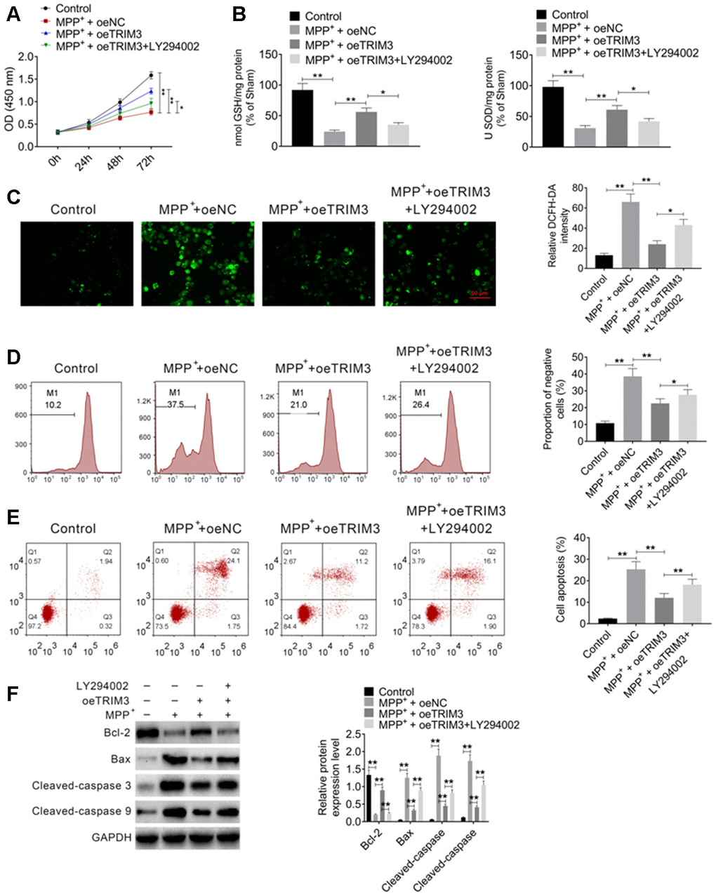 PI3K inhibitor treatment reversed the inhibitory effect of TRIM3 overexpression on PD cells apoptosis. (A) PI3K inhibitor treatment reversed the promoting effect of TRIM3 overexpression on PD cells proliferation. (B) PI3K inhibitor treatment reversed the promoting effect of TRIM3 overexpression on GSH and SOD secretion in PD cells. (C) PI3K inhibitor treatment reversed the inhibitory effect of TRIM3 overexpression on ROS level in PD cells. (D) PI3K inhibitor treatment reversed the inhibitory effect of TRIM3 overexpression on the MMP of PD cells. (E) PI3K inhibitor treatment reversed the inhibitory effect of TRIM3 overexpression on PD cells apoptosis. (F) PI3K inhibitor treatment reversed the effected of TRIM3 overexpression on apoptosis-related proteins expression in PD cells. * P P 