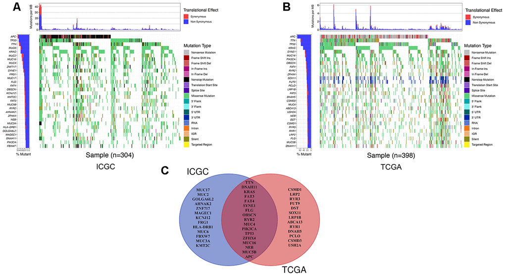 The landscape of genetic mutations in colon cancer. (A) The 30 most frequent mutations of samples in the ICGC database. The percentage of patients with mutations, translation effect (synonymous or non-synonymous), and mutation types were given. (B) The 30 most frequent mutations of samples in the TCGA database. (C) A Venn diagram of mutated genes. There were 17 genes that were members of the 30 most frequently mutated genes in the ICGC and TCGA databases.