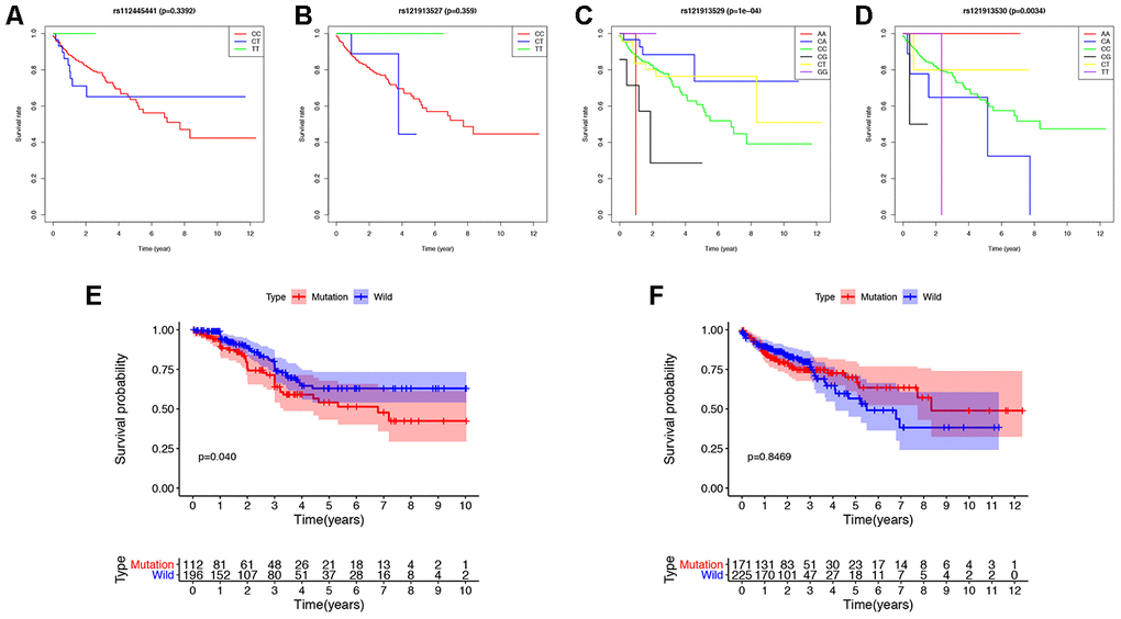 Survival analysis of KRAS mutations in colon cancer. (A–D) The survival rate of patients with different base-pairs in rs112445441, rs121913527, rs121913529, and rs121913530. (E, F) Comparison of the survival rates between KRAS-mutated and wild-type patients from the ICGC and TCGA databases. The difference in survival rate was statistically significant in ICGC (P=0.04), but not in TCGA (P=0.8469). In TCGA analysis, there were 171 and 225 patients with and without KRAS mutations, respectively. In ICGC analysis, there were 112 and 196 patients with and without KRAS mutations, respectively.