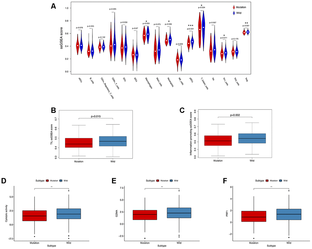 KRAS-mutated and wild-type groups differ in immune cell infiltration, inflammation, and cytolytic activities. (A) Relative infiltration levels of 17 immune cells in the KRAS-mutated and wild-type groups. P values were calculated using a Mann-Whitney test. (B, C) By comparing the ssGSEA score of two immune signatures, the KRAS-mutated group showed lower enrichment levels of TIL and inflammation-promoting. (D–F) The KRAS-mutated group showed a lower level of cytolytic activities and GZMA and PRF1 expression (* P