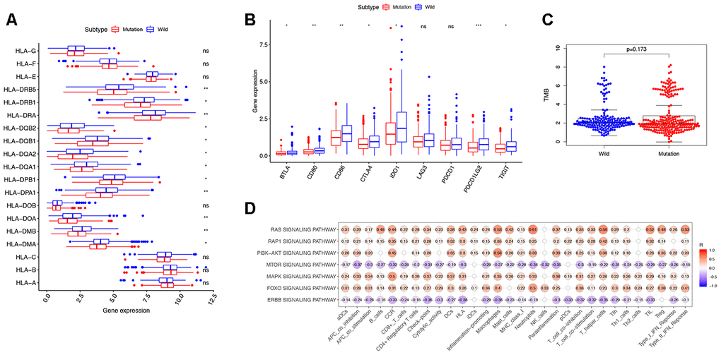 Exploring the mechanism of KRAS-related immune alteration. (A) 12 of the 19 HLA genes showed significantly lower expression levels in the KRAS-mutated group compared to the wild-type group. (B) The expression of 7 checkpoint-related genes (BTLA, CD80, CD86, CTLA4, IDO1, PDCD1LG2, and TIGIT) were lower in the KRAS-mutated group (* PC) Comparison of TMB between the KRAS-mutated and wild-type groups. (D) Spearman correlation analysis between 10 KRAS-related signaling pathways and 30 immune signatures.