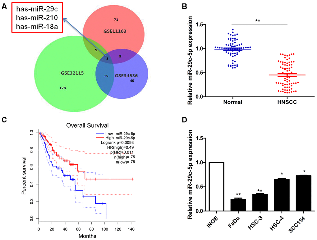 Detection of has-miR-29c expression in HNSCC. (A) The overlap among three expression datasets described in Methods included the significant miRNAs has-miR-29c, has-miR-210, has-miR-18a. (B) The levels of miR-29c-5p in a clinical cohort were significantly lower in HNSCC tissues compared with normal tissues (PC) Survival curves suggest that decreased miR-29c-5p expression was significantly associated with unfavorable prognosis of patients with HNSCC. (D) Compared with the normal control, the levels of miR-29c-5p were significantly lower in FaDu and HSC-3 cells. *p 