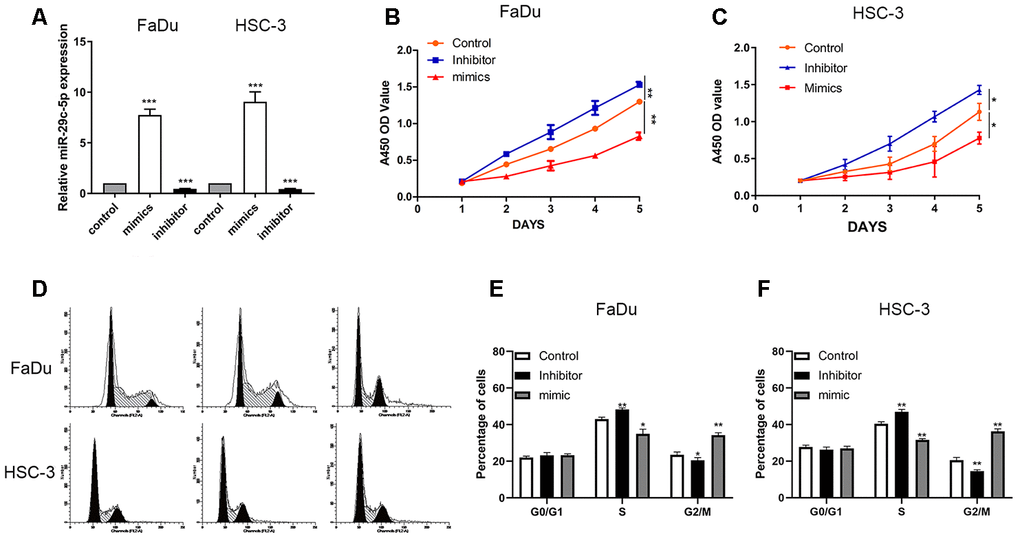 miR-29c-5p regulates the proliferation of FaDu and HSC-3 cells. (A) The levels of miR-29c-5p were significantly higher in FaDu and HSC-3 cells transfected with the miR-29c-5p mimic but lower in cells transfected with the miR-29c-5p inhibitor. (B, C) The results of CCK-8 assays suggest that upregulated miR-29c-5p expression induced by its cognate mimic significantly decreased the cell growth rate compared with the control. Conversely, the growth rates of FaDu and HSC-3 cells transfected with the miR-29c-5p inhibitor were significantly higher compared with the negative control. (D–F) Cell cycle analysis of FaDu and HSC-3 cells transfected with the miR-29c-5p inhibitor shows that the percentages of S-phase cells significantly increased while the percentages of G2/M-phase cells decreased compared with the control (p