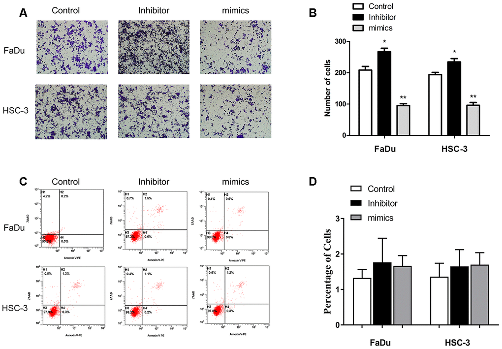 miR-29c-5p reduces the migration of FaDu and HSC-3 cells. (A, B) Upregulation of miR-29c-5p expression significantly reduced migration of FaDu and HSC-3 cells, while downregulation of miR-29c-5p expression using the cognate inhibitor markedly increased migration compared with the negative control. (C, D) Significant differences were not observed in the rates of apoptosis among the test and control cells. *p 