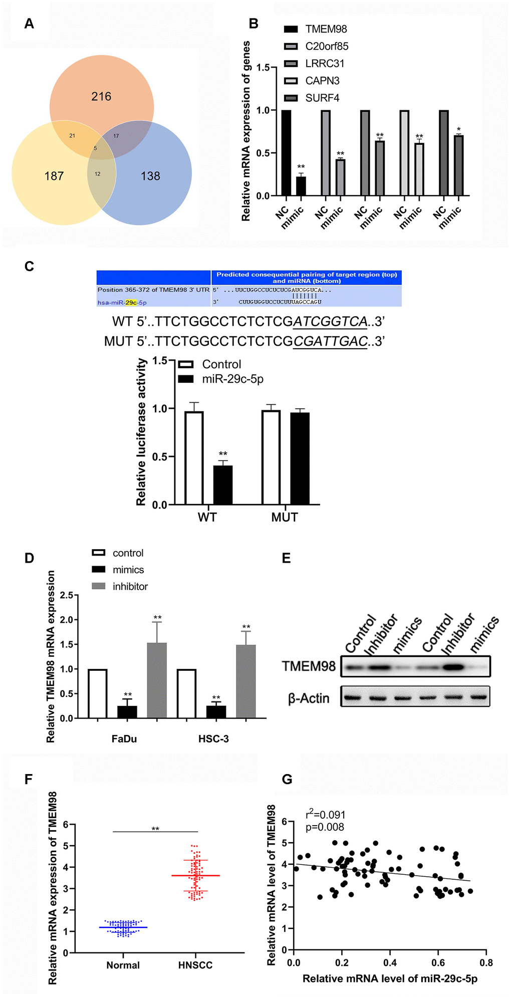 miR-29c-5p directly targets the 3´-UTR of TMEM98 mRNA to modulate TMEM98 expression. (A) Analysis of the three bioinformatics databases showing the number of potential has-miR-29c-target genes. (B) Relative mRNA levels of five potential has-miR-29c-target genes in cells transfected with the has-miR-29c mimic vs the control. (C) The Upper is the putative binding site of miR-29c-5p in the 3´-UTR of TMEM98 mRNA. The lower is the relative luciferase activities of wild-type and mutant TMEM98 reporters in FaDu and HSC-3 cells. (D, E) mRNA and protein levels of TMEM98 in FaDu and HSC-3 cells transfected with the miR-29c-5p mimic or inhibitor. (F, G) mRNA levels of TMEM98 and their association with has-miR-29c levels in HNSCC tissues. *p 