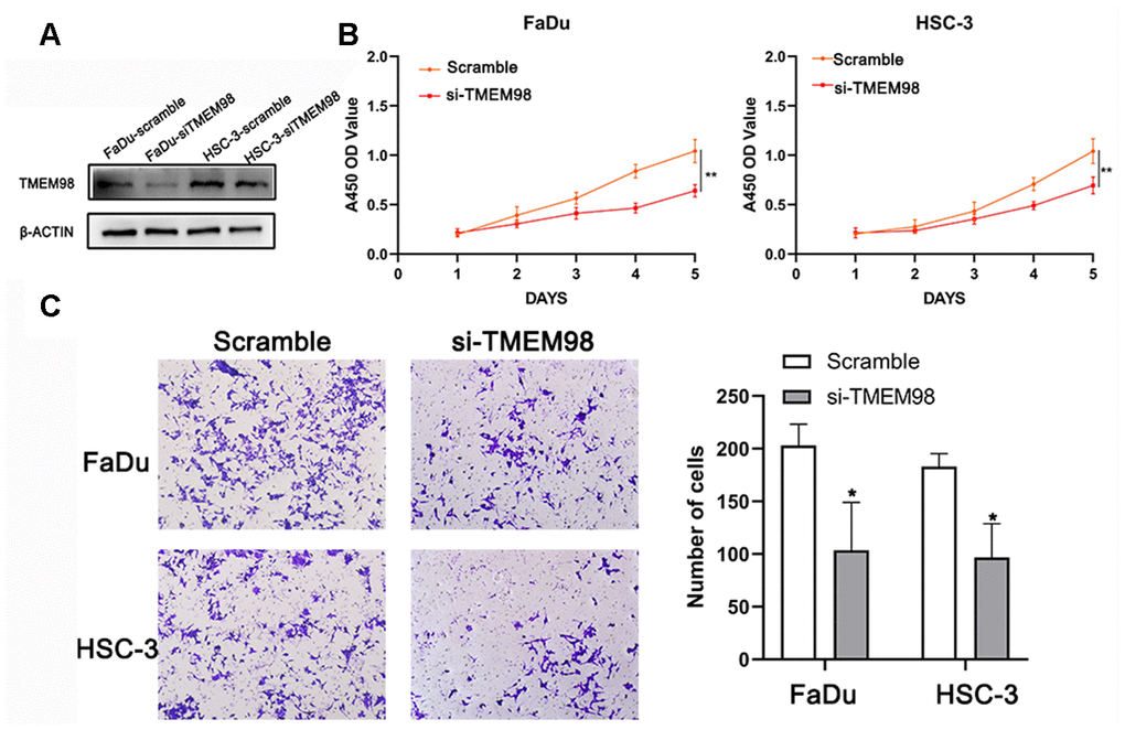 Down-regulation of TMEM98 represses the proliferation of FaDu and HSC-3 cells. (A) The expression level of TMEM98 was decreased in HNSCC cells treated with si-TMEM98 compared with cells treated with scramble. (B) The CCK-8 assay shows that down-regulation of TMEM98 inhibits the proliferation rate of HNSCC cells. (C) The migration assay indicates that down-regulation of TMEM98 represses the migration ability of HNSCC cells. *p 