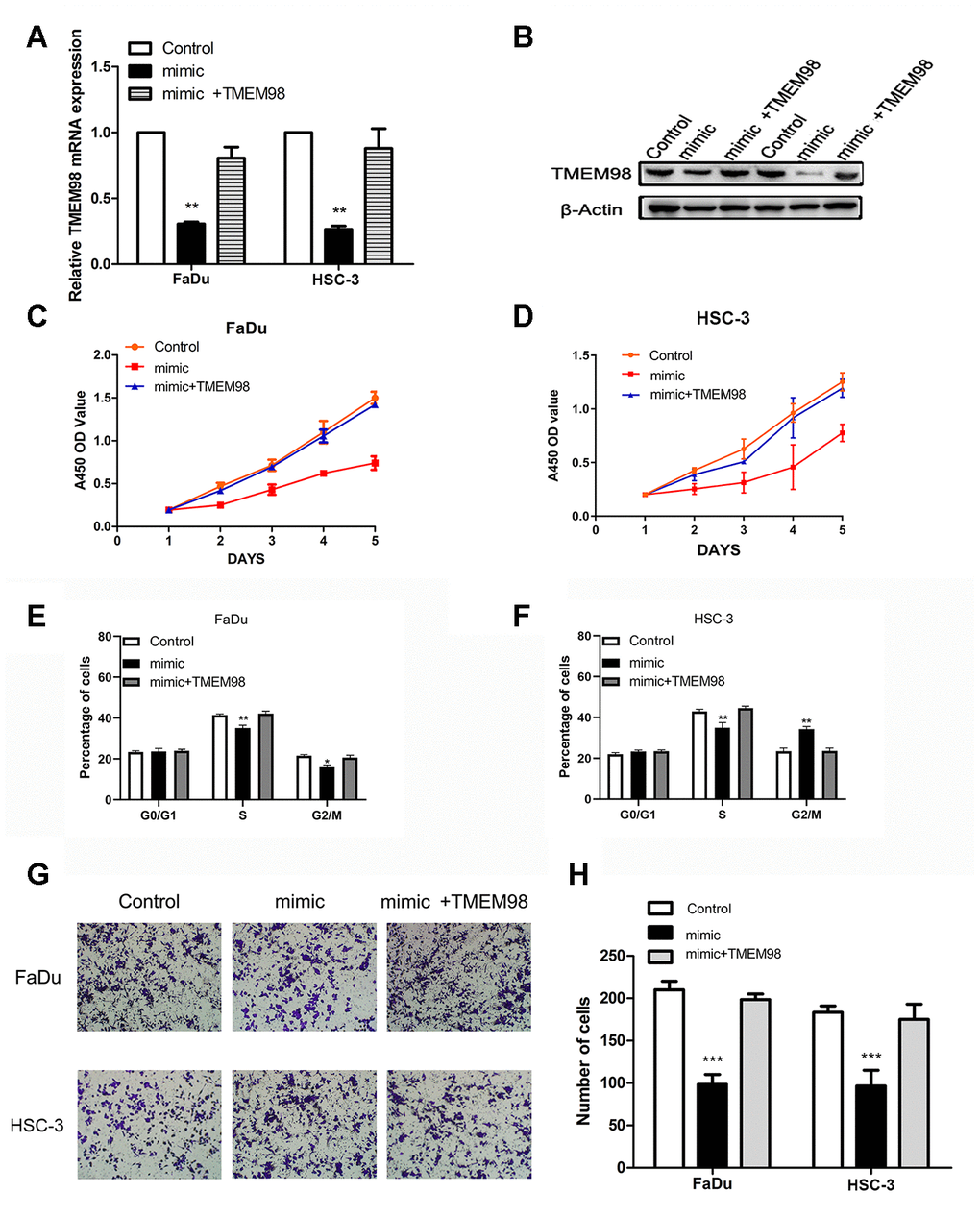 TMEM98 overexpression reverses the tumor suppressor effects of miR-29c-5p. (A, B) TMEM98 expression in FaDu and HSC-3 cells transfected with miR-29c-5p mimics, miR-29c-5p mimics combined with the TMEM98-overexpression plasmid, or control. (C, D) Cell proliferation was significantly lower in cells with upregulated miR-29c-5p expression, while cell numbers were restored to those of the control. (E, F) Cell cycle analysis of HNSCC cells transfected with miR-29c-5p mimics, miR-29c-5p mimics combined with the TMEM98-overexpression plasmid, or control. (G, H) Cell migration was significantly decreased in cells transfected with the miR-29c-5p mimic and increased after upregulation of TMEM98 expression. *p 