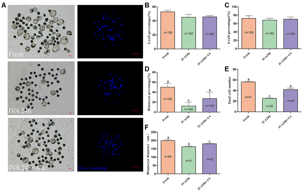 Effect of AA supplementation on the developmental competence of in vitro aged porcine oocytes after parthenogenetic activation. (A) Blastocyst formation at day 7 in each group (Left); and representative fluorescence images of blastocyst staining with Hoechst 33342 in each group (Right). Scale bar=100 μm. (B) Percentage of 2-cell embryos, (C) 4-cell embryos and (D) blastocyst formation in each group. (E) Total number of cells in blastocysts from each group. (F) Diameter of blastocysts from each group. The number of embryos examined in each group is shown by the bars. Statistically significant differences are indicated by different letters (p).