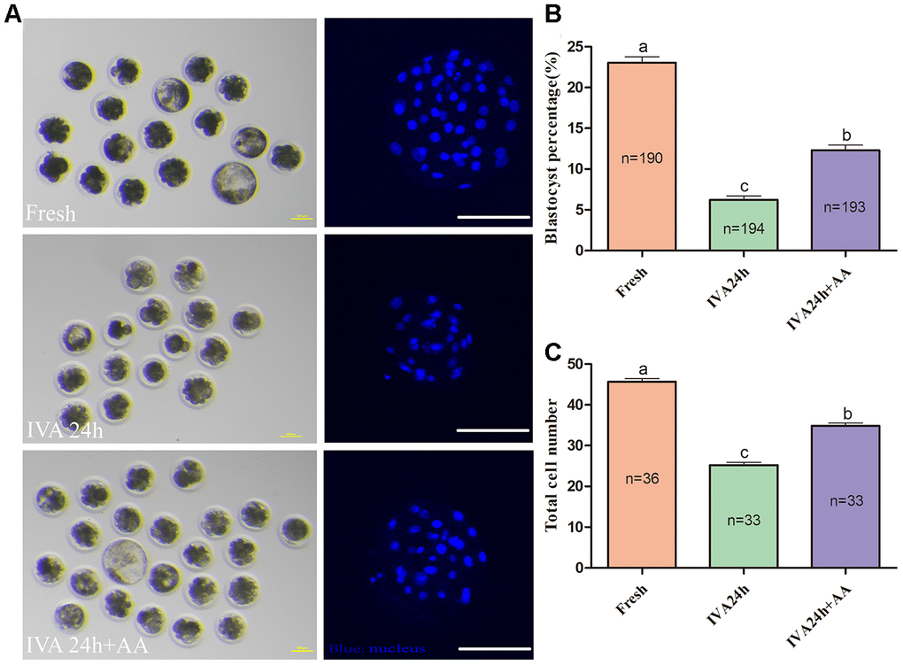 Effect of AA supplementation on the developmental competence of porcine in vitro aged oocytes after in vitro fertilization. (A) Blastocyst formation at day 7 in each group (Left); and representative fluorescence images of blastocyst staining with Hoechst 33342 in each group (Right). Scale bar=100 μm. (B) Percentage of blastocyst formation in each group. (C) Total number of cells in blastocysts from each group. The number of embryos examined in each group is shown by the bars. Statistically significant differences are indicated by different letters (p).