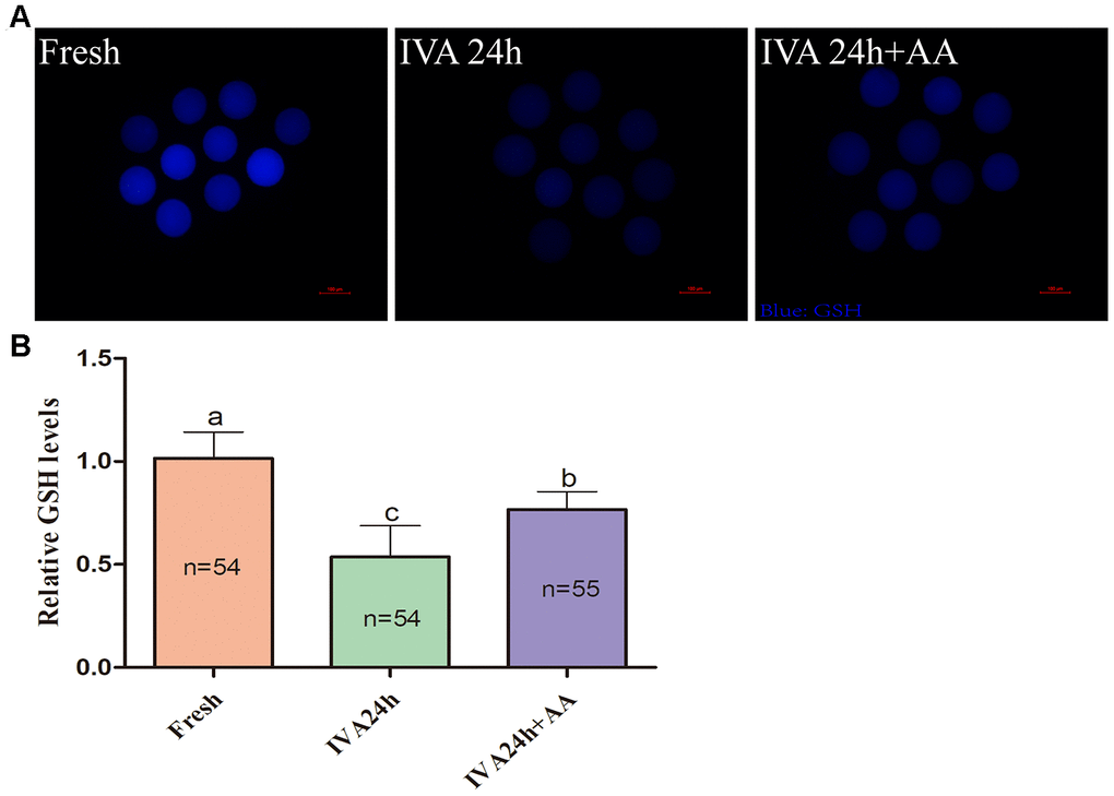 Effects of AA supplementation on the production of intracellular GSH in porcine IVA oocytes. (A) Representative fluorescence images of intracellular GSH in oocytes in each group. Scale bar=100 μm. (B) Relative intracellular GSH levels in oocytes in each group. The number of oocytes examined in each group is shown by the bars. Statistically significant differences are indicated by different letters (p).