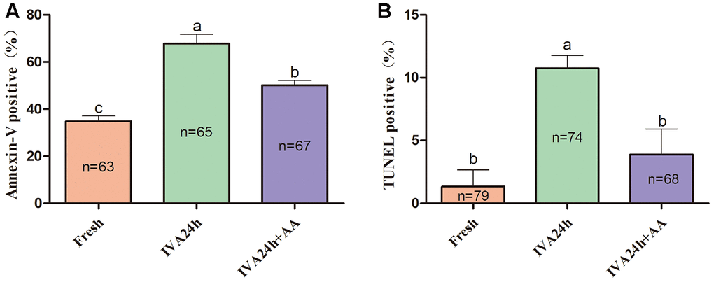 Effects of AA supplementation on the early apoptosis of in vitro aged porcine oocytes. (A) Percentage of Annexin-V and (B) TUNEL positive oocytes in each group. The number of oocytes examined in each group is shown by the bars. Statistically significant differences are indicated by different letters (p).