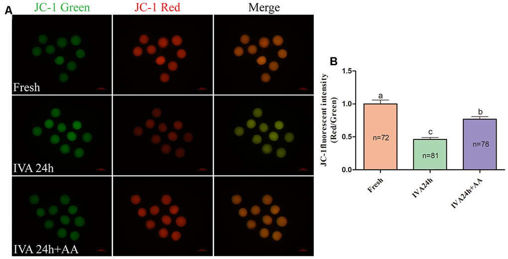 Effects of AA supplementation on the mitochondrial function of in vitro aged porcine oocytes. (A) Representative fluorescent images of JC-1 stained oocytes from each group. Scale bar=100 μm. (B) Relative JC-1 fluorescence intensity (red/green) in oocytes from each group. The number of oocytes examined in each group is shown by the bars. Statistically significant differences are indicated by different letters (p).