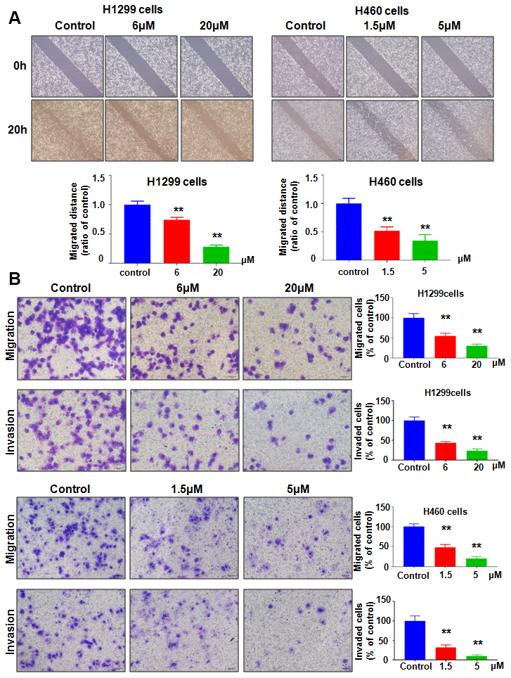 NC regulates cell migration and invasion. (A) Top panel: A wound healing assay was used to measure the motility of lung cancer cells. Bottom panel: Quantitative data are presented for wound healing. **PB) Left panel: Migration and invasion were measured in lung cancer cells treated with NC for 24 h. Right panel: Quantitative data are presented for motility. **P