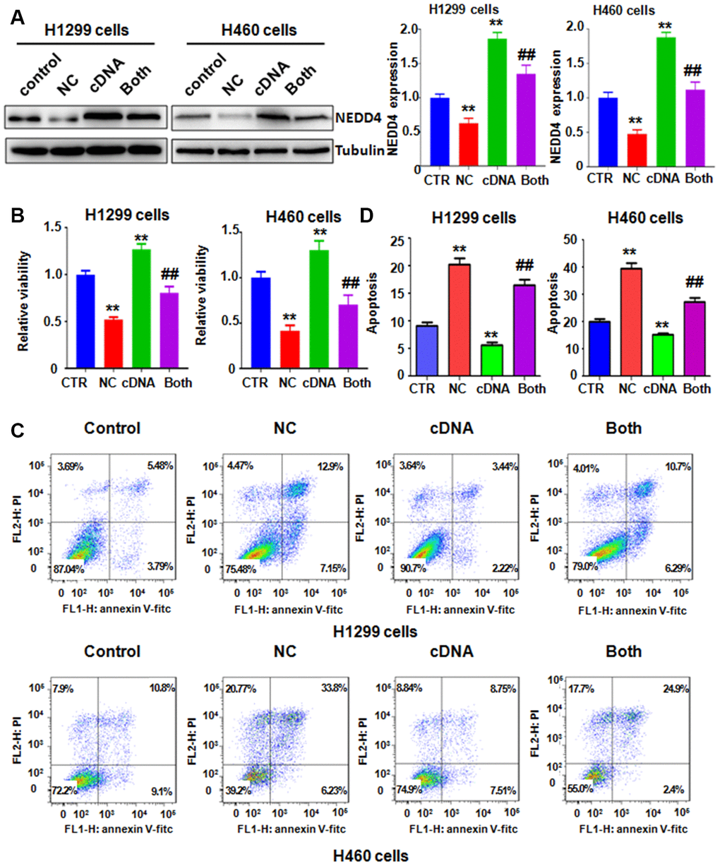 NEDD4 overexpression rescues NC-mediated cell growth suppression and apoptosis. (A) Left panel: NEDD4 expression was tested by immunoblotting in lung cancer cells with NEDD4 plasmid transfection plus NC treatment. Right panel: Quantitative data are shown for NEDD4 levels. **P##pB) The MTT assay was carried out to test the viability of lung cancer cells after NEDD4 overexpression and NC treatment. (C) Apoptosis of lung cancer cells was examined by flow cytometry after the combination treatment. (D). Apoptosis rates were presented for panel C.