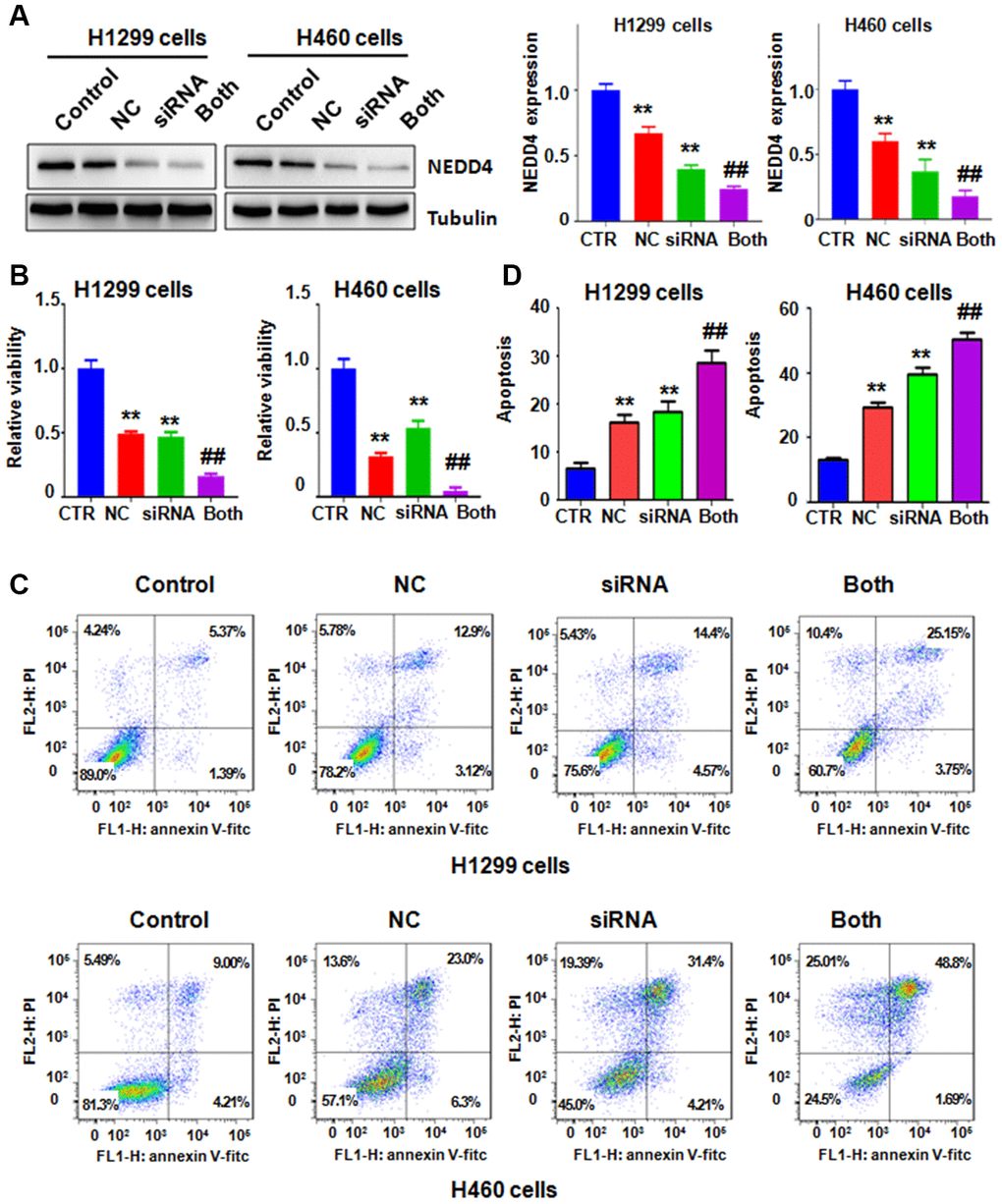 NEDD4 downregulation promotes NC-mediated cell growth suppression and apoptosis. (A) Left panel: NEDD4 expression was tested by immunoblotting in lung cancer cells with different treatments. Right panel: Quantitative data from western blotting. **P##pB) The MTT assay measured the viability of lung cancer cells after the combination treatments. (C) Cell apoptosis in lung cancer cells was examined by flow cytometry after the combination treatments. (D) Apoptosis rates were presented for panel C.