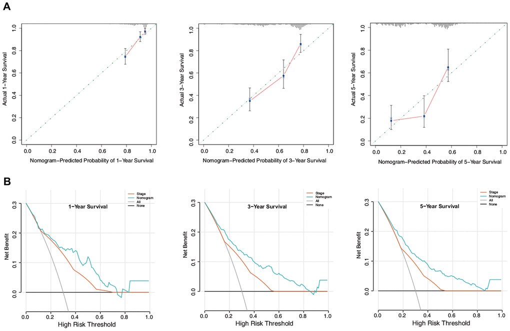 Evaluation of the nomogram in the training set. (A) Calibration plot of the nomogram for the prediction of OS. (B) DCA of the nomogram for the prediction of OS.