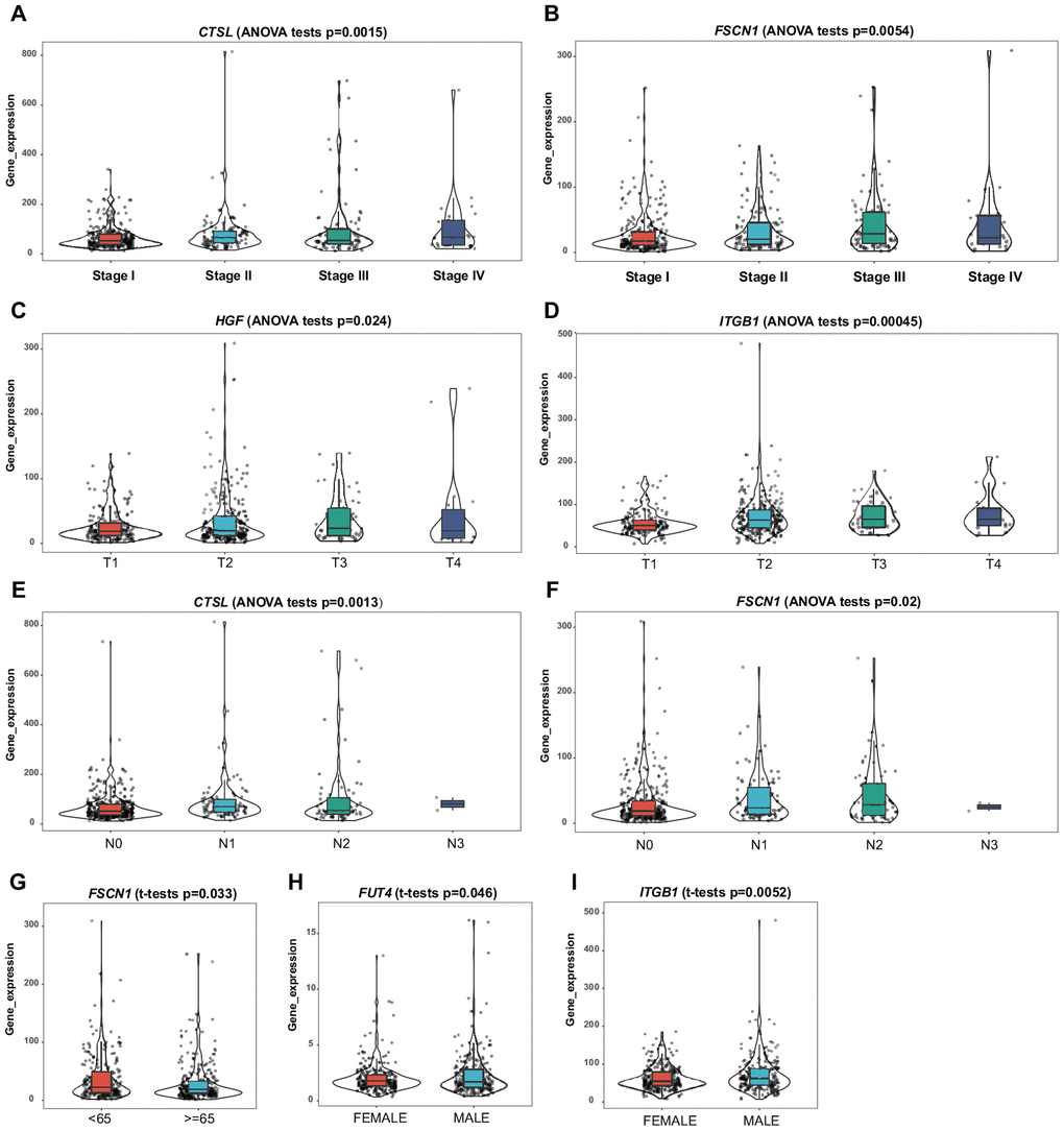 Correlation of the mRNA expression levels of the prognostic ERG signature with demographic and clinicopathological characteristics of patients with LUAD. (A) CTSL and TNM stage. (B) FSCN1 and TNM stage. (C) HGF and T stage. (D) ITGB1 and T stage. (E) CTSL and N stage. (F) FSCN1 and N stage. (G) FSCN1 and age. (H) FUT4 and sex. (I) ITGB1 and sex.