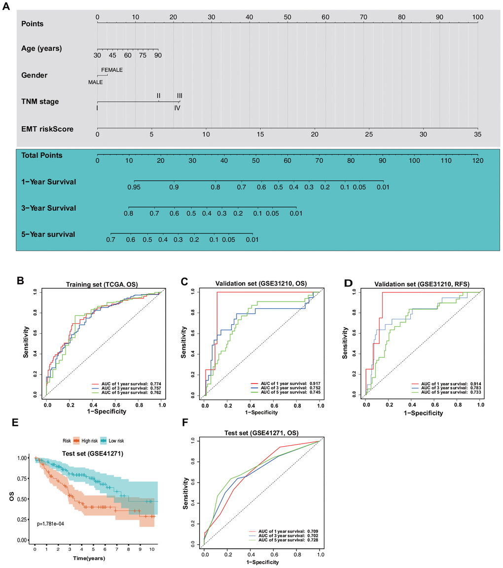 Construction and validation of a nomogram based on the ERG signature. (A) Nomogram based on the ERG signature and clinical information of patients with LUAD. (B) ROC curves of the nomogram for the prediction of OS in the training set. (C) ROC curves of the nomogram for the prediction of OS in the validation set (GSE31210). (D) ROC curves of the nomogram for the prediction of RFS in the validation set. (E) OS of the patients in the low- and high-risk scores based on the nomogram in the test set (GSE41271). (F) ROC curves of the nomogram for the prediction of OS in the test set.