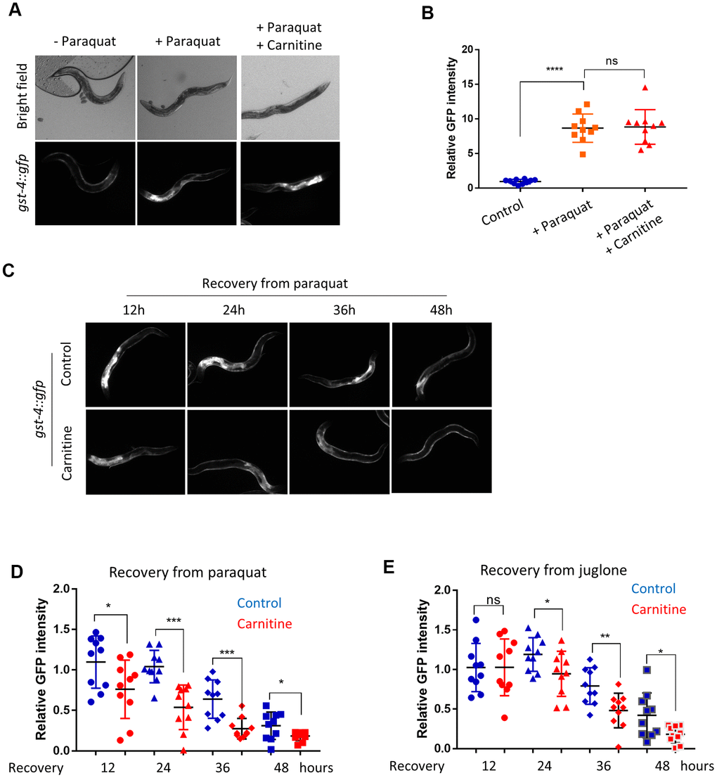 L-carnitine shortens the length of oxidative stress response (OSR) induced by paraquat and juglone. (A) L-carnitine did not affect induction of OSR. C. elegans expressing the OSR marker gst-4::gfp were synchronized at L1 larvae stage and raised on NG medium supplemented with or without 10 μM L-carnitine to L4/young adult stage. The ROS generator paraquat was then added to the medium to the final concentration of 1 mM. After 24 hours, animals were imaged with a fluorescent microscope. Representative images were shown. (B) Quantification of images taken from at least 3 independent experiments in (A) by ImageJ and relative expression levels were plotted. Statistical analysis was performed by two-tailed, unpaired student’s t-test (ns, not significant. ****, PC) L-carnitine reduced the gst-4::gfp expression during recovery from oxidative stress. C. elegans worms were prepared and treated as in (A). After 24 hours of paraquat treatment, worms were transferred to fresh plate. OSR marker gst-4::gfp were examined at indicated time. (D) Quantification of gst-4::gfp expression in (C). Images from 3 independent experiments were quantified using ImageJ and normalized to the value at time 0. Statistical analysis was performed by two-tailed, unpaired student’s t-test (*, PE) L-carnitine reduced gst-4::gfp expression during recovery from juglone treatment. C. elegans worms were prepared and treated as in (C) except that 300 μM juglone (final concentration) was added to the NG medium. Images from 2 independent experiments were quantified using ImageJ and normalized to the average at 12 hours. Statistical analysis was performed by two-tailed, unpaired student’s t-test (ns, not significant. *, P