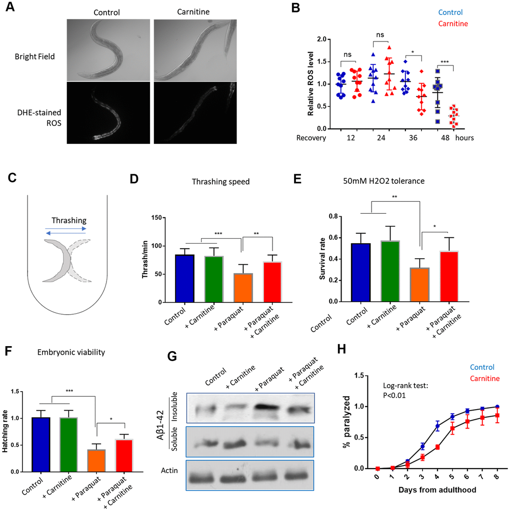 L-carnitine promotes recovery from oxidative stress induced by paraquat and juglone. (A) L-carnitine facilitated the clearance of ROS. N2 wild-type C. elegans were synchronized at L1 larvae stage and raised on NG medium supplemented with or without 10 μM L-carnitine to L4/young adult stage. The ROS generator paraquat was added to the medium to the final concentration of 1mM. After 24 hours, animals were transferred to new paraquat-free plate with and without L-carnitine for recovery. After recovery for 12, 24, 48 hours, worms were stained with ROS dye dihydroethidium (DHE) and imaged with fluorescent microscope. Representative images at 48-hour recovery were shown. (B) Quantification of DHE signal from at least 3 independent experiments in (A) by ImageJ and relative expression levels were plotted. Statistical analysis was performed by two-tailed, unpaired student’s t-test (ns, not significant. *, PC) Thrashing assay for C. elegans. Worms were pick from agar plate to 1 mL M9 buffer in 24-well plate and examined under dissecting microscope. Worms were moving left and right rapidly and the movement from one side to the other side then back to the original position was counted as 1 thrash. (D) L-carnitine mitigated the toxicity of paraquat on mobility. Worms were treated with paraquat and L-carnitine as in (A) and recovered for 48 hours. Trashing speed (thrash/min) under different treatments were measured for at least 3-independent experiments with 10 animals/experiment. Statistical analysis was performed by two-tailed, paired student’s t-test (**, PE) L-carnitine rescued the H2O2 hypersensitivity of paraquat-treated worms. Worms were treated with paraquat and L-carnitine as in (A) and recovered for 48 hours. Worms were then incubated in 50mM H2O2 for 1 hour. Data were pooled from 2 independent experiments and survival rates under different treatment were compared. Statistical analysis was performed by two-tailed, paired student’s t-test (*, PF) L-carnitine mitigated the toxicity of paraquat on embryonic survival. Worms were treated with paraquat and L-carnitine as in (A) and recovered for 48 hours.10 worms were transferred to a new agar plate to allow egg laying for 2 hours and total number of eggs were counted. Hatching were examined after 24 hours. Experiments were conducted 2 times with 5 replicates each time. Data were normalized to control group for comparison. Statistical analysis was performed by two-tailed, unpaired student’s t-test (**, PG) L-carnitine mitigated paraquat-induced amyloid protein aggregation. Worms expressing human amyloid protein fragment Aβ(1-42) in body wall muscle (CL2006) were treated with paraquat and L-carnitine as in (A) and recovered for 48 hours. Worms were then homogenized in high-salt RAB buffer. Soluble and insoluble fraction were analyzed by western blot using anti-Aβ antibody. Total lysate was analyzed by western using anti-actin antibody. Shown was representative results of 2 independent experiments. (H) L-carnitine mitigated Aβ(1-42)-induced paralysis. Animals were raised at 25° C to young adult stage (day-0) and examined every day thereafter for paralysis. Data pooled from 2 independent experiments (n>120) were plotted. Log-rank test was performed (P