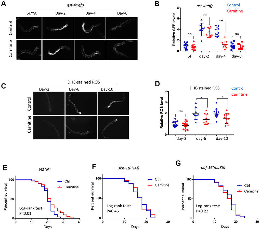 L-carnitine promotes oxidative stress recovery during aging and increased lifespan in C.elegans. (A) L-carnitine promoted recovery from oxidative stress during aging. C. elegans expressing the OSR marker gst-4::gfp were synchronized at L1 larvae stage and raised on NG medium supplemented with or without 10 μM L-carnitine. Worms were imaged with fluorescent microscope at L4/young adult (YA) stage, day-2, day-4 day-6 of adulthood. Representative images of 3 independent experiments were shown. (B) Quantification of images from experiment described in (A). Shown were gst-4::gfp levels normalized to the average of L4/young stage. Statistical analysis was performed by two tailed, unpaired student’s t-test (ns, not significant. ***, PC) L-carnitine delayed the ROS accumulation in C. elegans during normal aging. Worms were treated as in (A) and stained with DHE dye at indicated time points, followed by imaging with fluorescent microscope. Representative images from 3 experiments were shown. (D) Quantification of DHE-stained ROS levels described in (C). Images from 3 experiments were quantified by ImageJ and statistically analyzed by two-tailed, unpaired student’s t-test (ns, not significant. *, PE) L-carnitine prolonged the lifespan of wild-type N2 C. elegans. Wild-type C. elegans were synchronized at L1 larvae stage and raised on NG medium supplemented with or without 10 μM L-carnitine. 50 μM FUDR was added to prevent reproduction. Dead and viable worms were counted every 2 or 3 days starting from day-10 of adulthood. Experiments were performed for 2 times (n>120) and survival were analyzed by log-rank test (Supplementary Table 1). (F) L-carnitine did not extend lifespan of C. elegans with skn-1 knockdown. Experiments were performed similar to (E) except RNAi bacteria was used. Data were pooled from 2 experiments (n>120) and analyzed by log-rank test (Supplementary Table 1). (G) L-carnitine did not extend lifespan of C. elegans with daf-16 knockdown. Experiments were performed similar to (E) except RNAi bacteria was used. Data were pooled from 2 experiments (n>120) and analyzed with log-rank test (Supplementary Table 1).