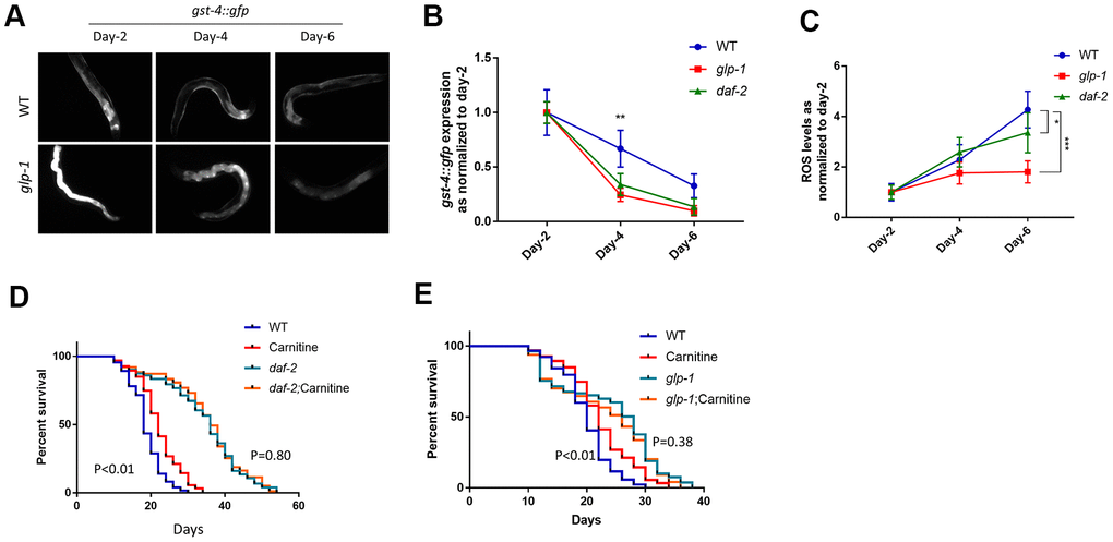 The long-lived mutants daf-2 and glp-1 recover from oxidative stress better than wild-type controls. (A) glp-1 worms showed faster decrease in the expression of the OSR marker gst-4::gfp. Age-matched, gst-4::gfp-expressing WT and glp-1 mutant worms were raised from L1 to L4 at 25° C to deplete germ cells in glp-1 then maintained at 20° C throughout the experiment. gst-4::gfp expression were examined with fluorescent microscope at indicated time points. Representative images were shown. (B) Data from 2 independent experiments described in (A) were normalized to the average of day-2 adulthood. Data were analyzed by two-tailed, paired student’s t-test (**, PC) daf-2 worms recovered from oxidative stress faster than wild-type controls. Age-matched worms expressing gst-4::gfp were raised at 20° C. gst-4::gfp expression was examined at indicated time points. Two independent experiments were performed. Data were normalized to the average of day-2 adulthood and analyzed by two-tailed, paired student’s t-test (*, PD) L-carnitine did not further increase lifespan of daf-2C. elegans. Age-matched wild-type or daf-2 worms were raised at 20° C throughout life with and without 10 μM L-carnitine supplement. Dead and live worms were counted every 2 or 3 days starting from day-10 of adulthood. Data from 2 experiments were pooled and analyzed by log-rank test (Supplementary Table 2). (E) L-carnitine did not further increase lifespan of glp-1 worms. Age-matched wild-type or glp-1 worms were raised at 25° C from L1 to L4 stage and then maintained at 20° C throughout life. 10 μM L-carnitine supplement was added starting from L1 stage. Dead and live worms were counted every 2 or 3 days starting from day-10 of adulthood. Data from 2 experiments were pooled and analyzed by log-rank test (Supplementary Table 2).