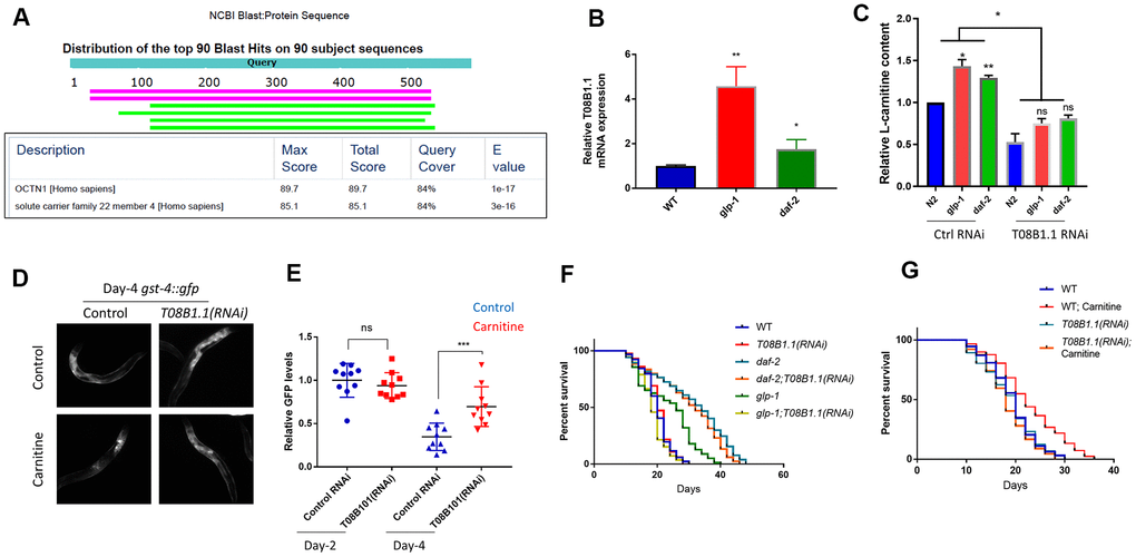 A potential carnitine transporter T08B1.1 promotes oxidative stress recovery and increases lifespan in C. elegans. (A) T08B1.1 is homologous to human carnitine transporter OCTN1. Protein sequence of T08B1.1 was used for blasting search with NCBI website with default setting for homologous sequences in human non-redundant protein sequences database. Table shows blasting results of the top 2 matched sequences. (B) T08B1.1 expression was elevated in glp-1 and daf-2 mutant worms. Age-matched glp-1 worms were raised at 25° C from L1 to L4 stage then changed to 20° C. Age-matched daf-2 worms were kept at 20° C. mRNAs were extracted at day-1 of adulthood and RT-qPCR was performed. Data from 3 experiments (each with 3 replicates) were analyzed with two-tailed, paired student’s t-test (*, PC) RNAi knocking down of T08B1.1 decreased L-carnitine content in C. elegans. Age-synchronized L1 worms were raised on NG medium supplemented with10 μM L-carnitine until day-1 adulthood. Worms were homogenized and relative L-carnitine content measured with L-carnitine Assay kit. Data from 2 experiments were analyzed with two-tailed, paired student’s t-test (ns, not significant, *PD) RNAi knocking down of T08B1.1 prevented L-carnitine from decreasing oxidative marker gst-4::gfp. Age-synchronized worms expressing gst-4::gfp were raised on NG medium supplemented with10 μM L-carnitine until day-4 adulthood. Worms were imaged for GFP levels. Shown are representative images from day-4 adulthood. (E) Quantification of day-2 and day-4 data from experiments shown in (D). Ten images from 2 experiments were quantified by ImageJ and analyzed with two-tailed, unpaired student’s t-test (***, PF) RNAi knocking down of T08B1.1 decreased glp-1 lifespan but not that of wild-type or daf-2 mutant. glp-1 worms were raised at 25° C from L1 to L4 stage and then changed to 20° C. WT and daf-2 worms were kept at 20° C. Dead and live worms were counted every 2 or 3 days starting from day-10 of adulthood. Data from 2 experiments (n>120 for each curve) were analyzed by log-rank test (Supplementary Table 3). (G) RNAi knocking down of T08B1.1 prevented L-carnitine from extending lifespan. Age-matched N2 wild-type worms were kept at 20° C throughout life. Dead and live worms were counted every 2 or 3 days starting from day-10 of adulthood. Data from 2 experiments (n>120 for each curve) were analyzed by log-rank test (Supplementary Table 4).