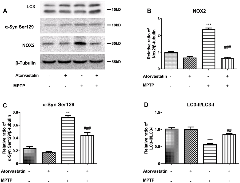The α-syn Ser129, LC3 and CYBB/NOX2 changed in the MPTP-induced autophagic flux mice (A–D). The western blot results show the protein expression of NOX2 (B), α-Syn Ser129 (C) and LC3-II/LC3-I (D) in the substantia nigra neurons of autophagic flux mice. The results compared to atorvastatin/MPTP (-/-) are expressed as *p **p ***p ##p ###p 